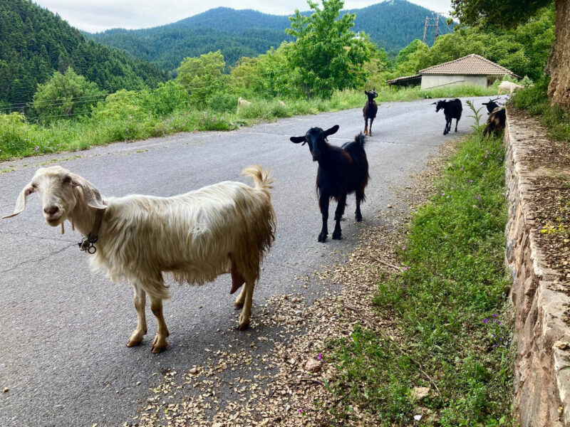 Goats - Peloponnese, Greece