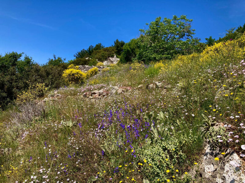 Wild flowers Greece