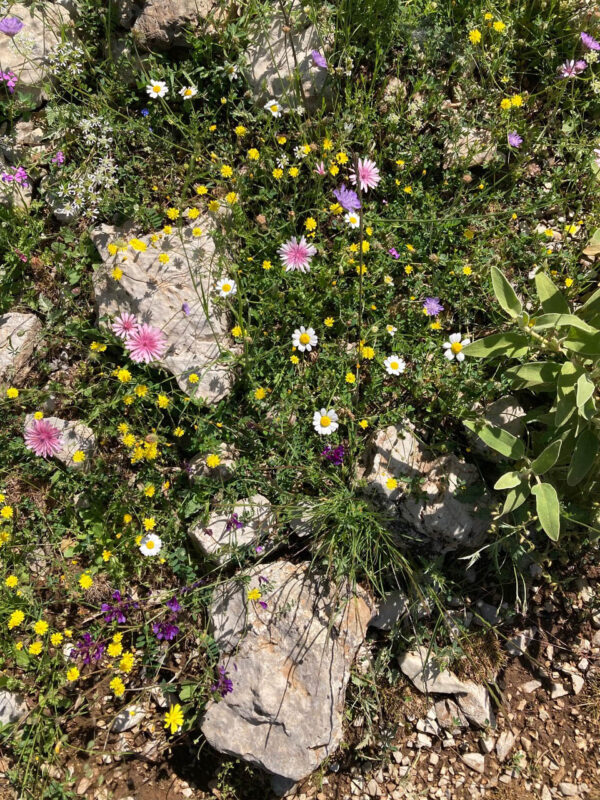 Wild flowers Peloponnese, Greece